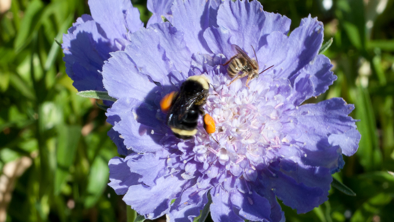 attracting-pollinators-1280x720