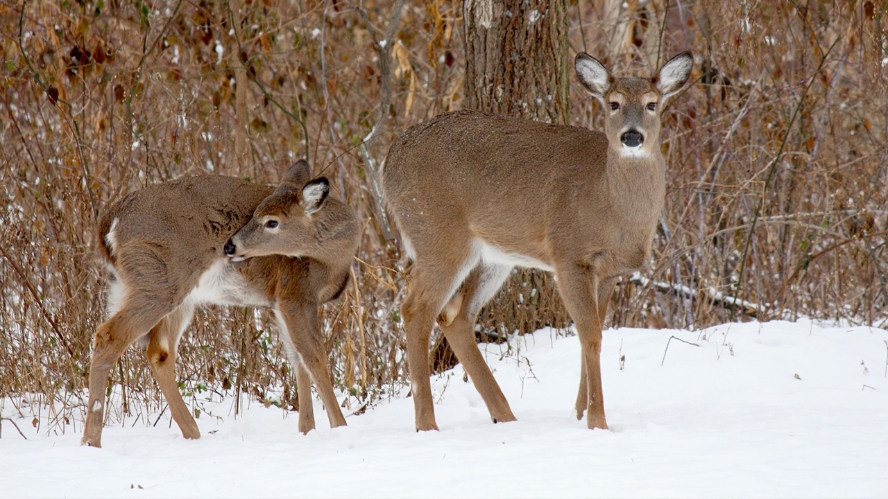 deer-resistant-1280x720