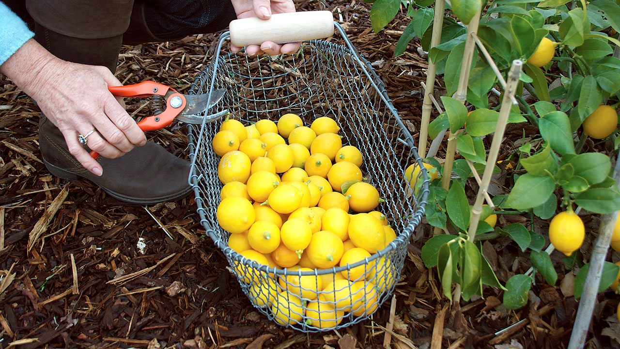 picking-lemons1